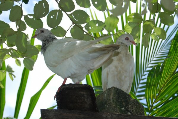 Par de aves no fundo da vegetação