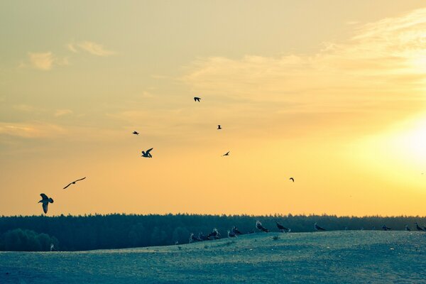 As gaivotas procuram comida ao amanhecer