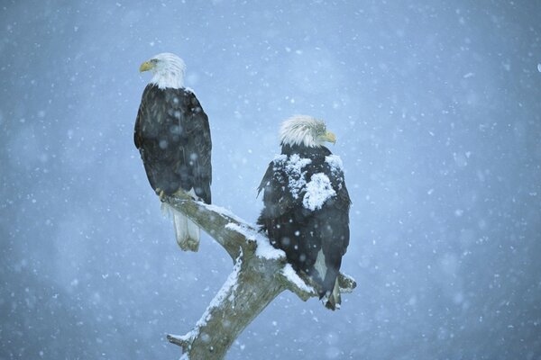 Hawks in winter outdoors