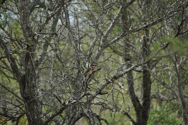 L oiseau se cache parmi les arbres