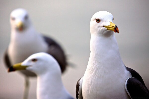 Hermosa gaviota en la naturaleza