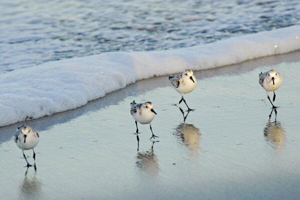 Pequeños pájaros alegres en el mar