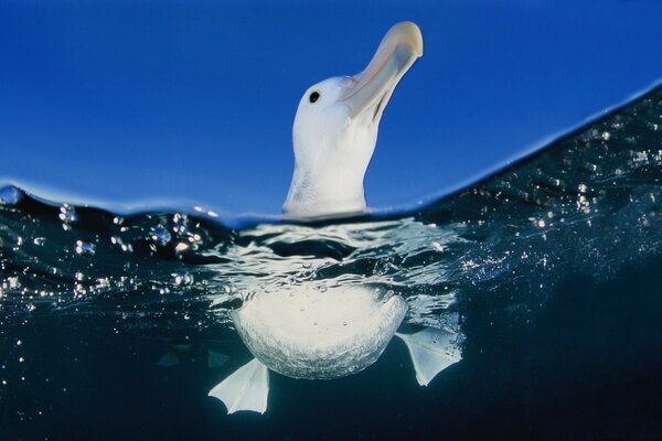 Foto de una gaviota bajo el mar transparente