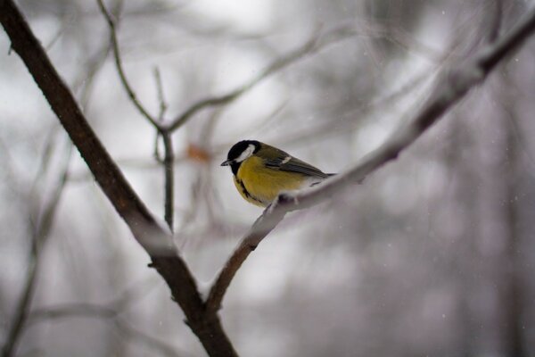 Autumn motif of a bird on a branch