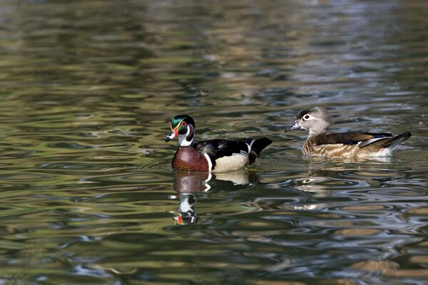 Zwei Enten schwebten durch ihr Geschäft