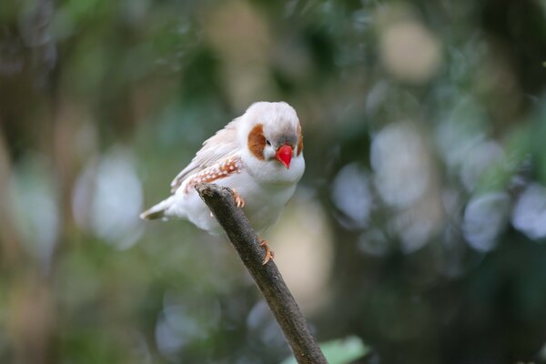 A small white bird on a branch