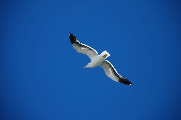 Volo del gabbiano bianco e nero nel cielo