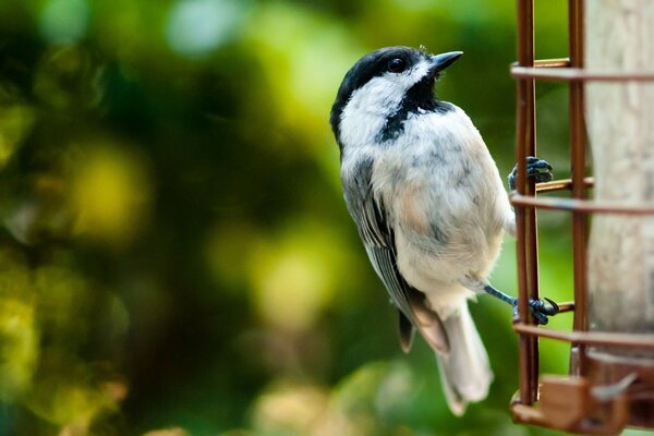 A small black and white bird drinks from a drinking bowl