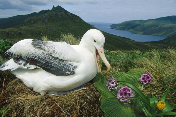 Un pájaro en su nido en las montañas junto al mar