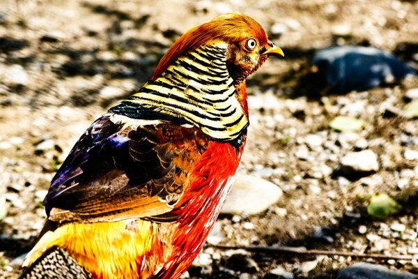 Der Vogel in der Natur schaut genau hin