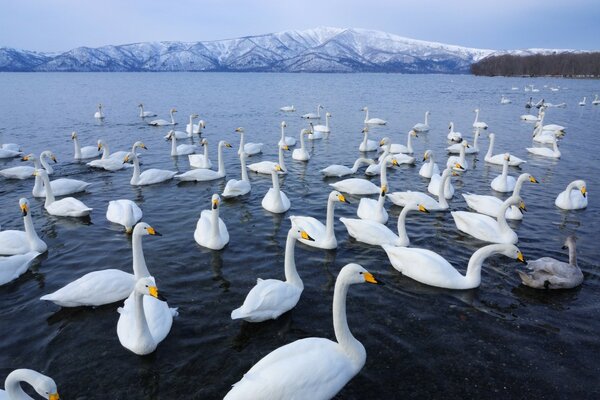 Bandada de cisnes salvajes en la superficie del agua