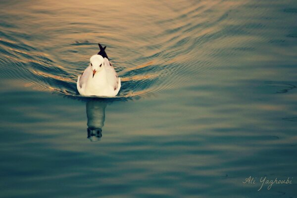 Seagull and its reflection in the lake