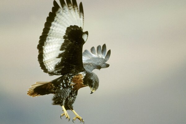 Raubvogel fliegt in den Himmel