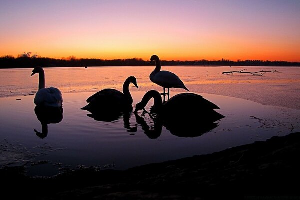 Swans swim at sunset on the lake