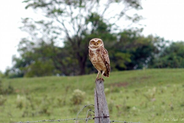 Búho en el poste en la naturaleza pájaro salvaje