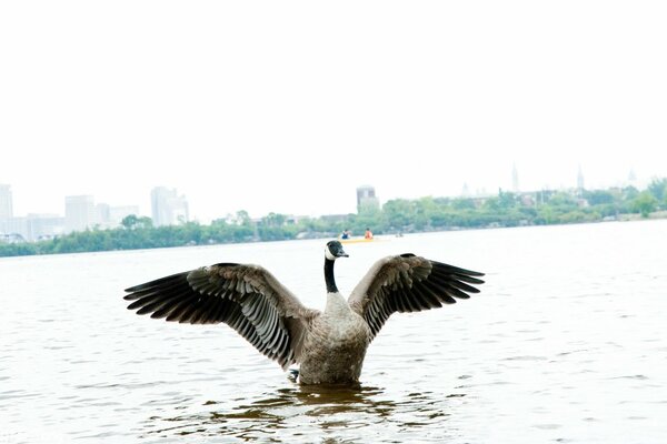 Ente am See hat ihre Flügel ausgebreitet