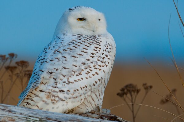 Hibou blanc dans la steppe