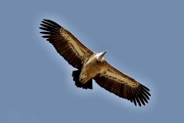 Ein Vogel, der in den Weiten des Himmels schwebt