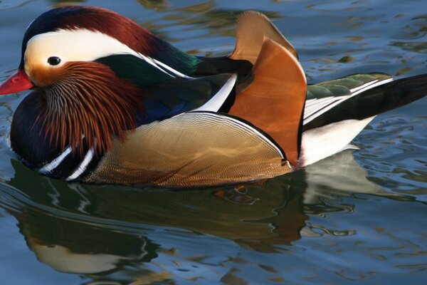 Dans le monde des animaux. Canard sur le lac