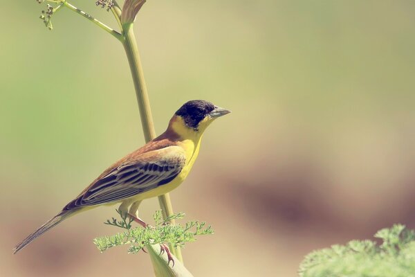 A small colored bird on a branch