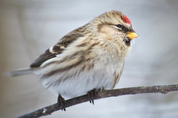 A bird with fluffy feathers sits on a branch