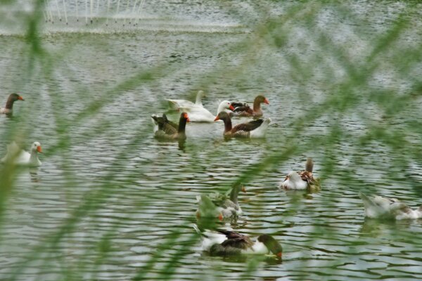 Ducks are swimming on the lake, and a hunter is watching them