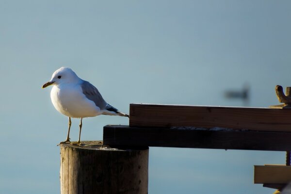 Una gaviota junto al agua se sienta en un tronco