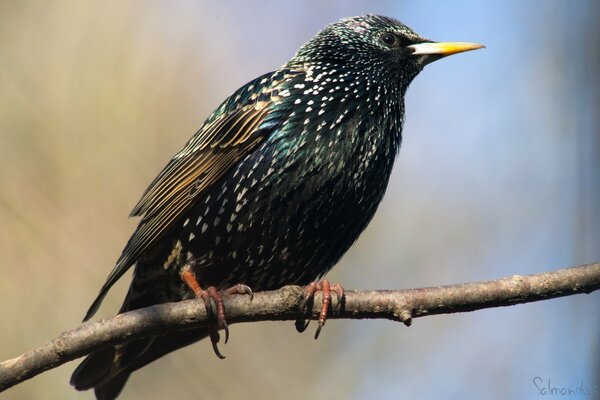 Little Starling bird on a branch