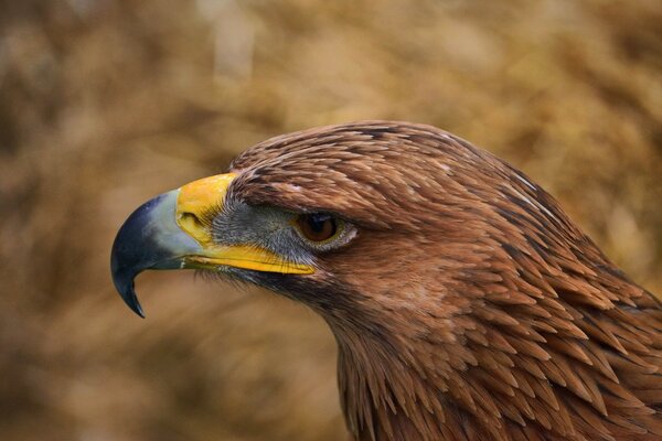 L Aquila rintraccia la preda, la fauna selvatica