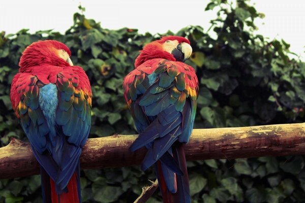 Oiseau exotique à volonté