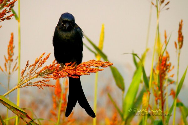 Oiseau solitaire assis sur l herbe