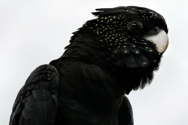 Pájaro negro de la fauna