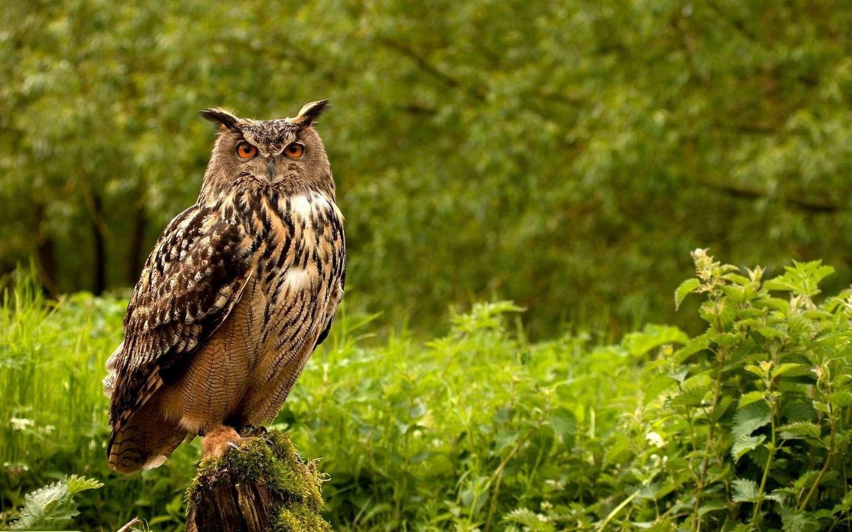 animaux la nature la faune en plein air sauvage oiseau animal