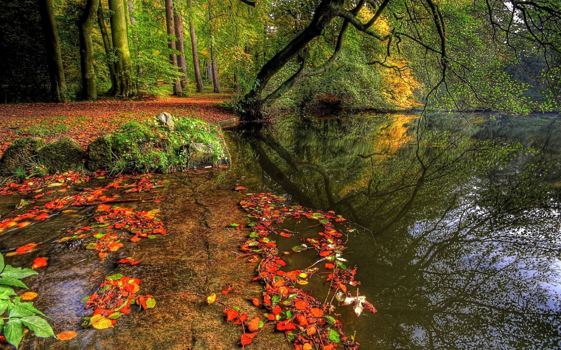 rivières étangs et ruisseaux étangs et ruisseaux automne feuille bois bois nature érable paysage parc luxuriante à l extérieur saison eau environnement