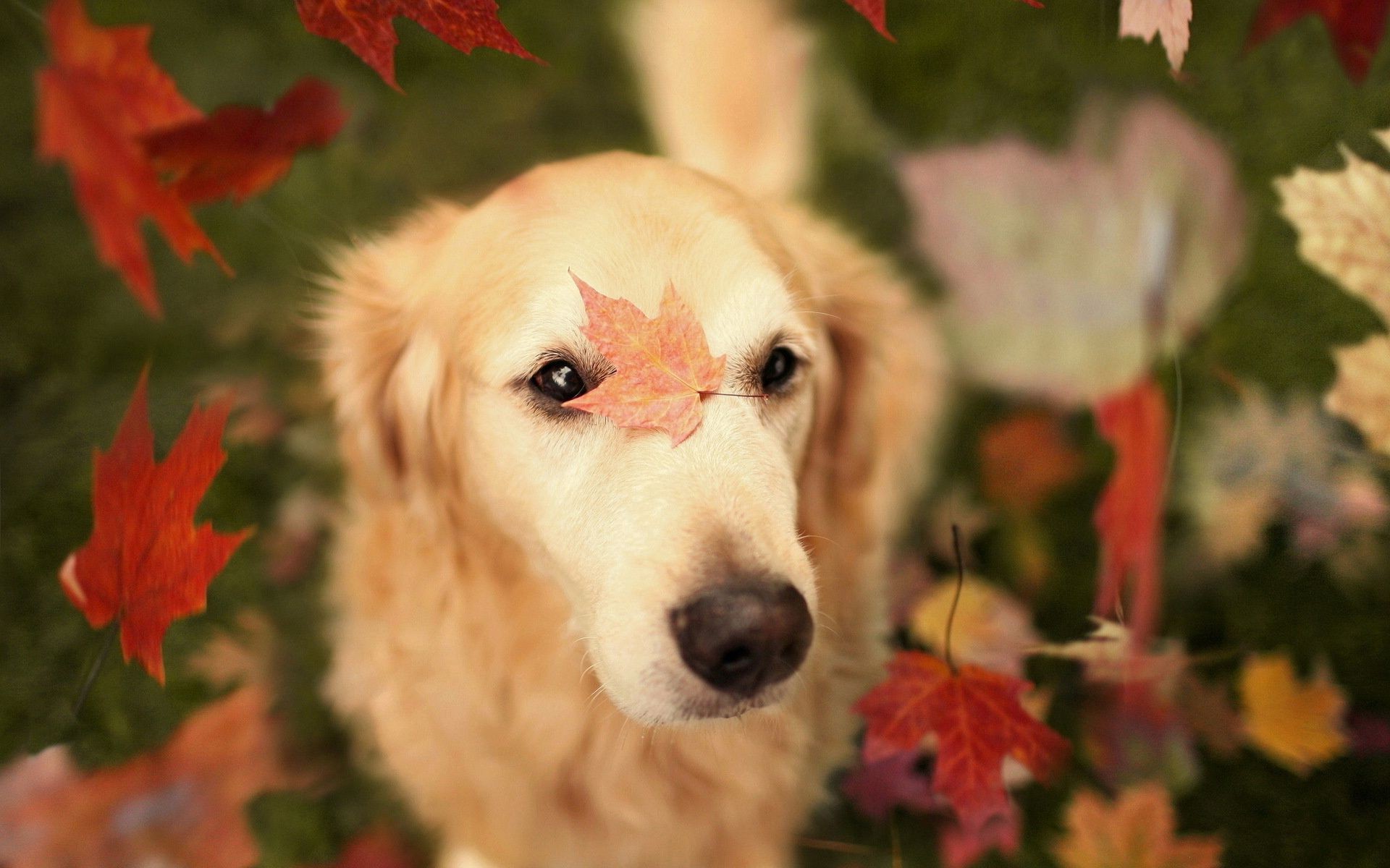 köpekler köpek sevimli memeli portre hayvan doğa evde beslenen hayvan köpek eğitmeni genç açık havada