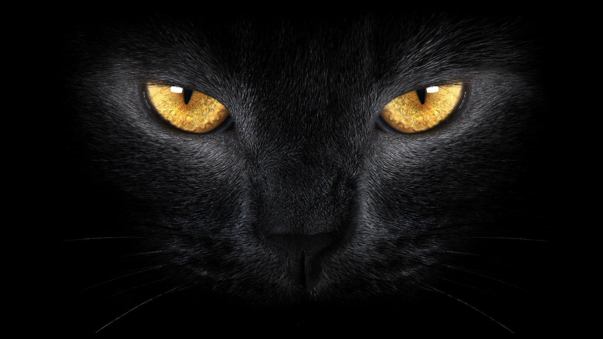 кошки кошка портрет глаз один монохромный животное темный котенок милые глядя мех пэт млекопитающее лицо просмотр