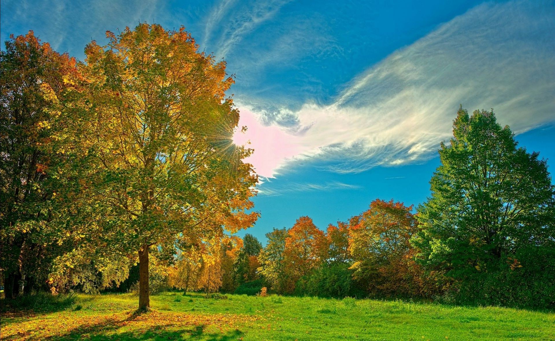 autunno autunno albero paesaggio foglia natura legno rurale campagna bel tempo alba all aperto sole luminoso scenico erba stagione idillio parco