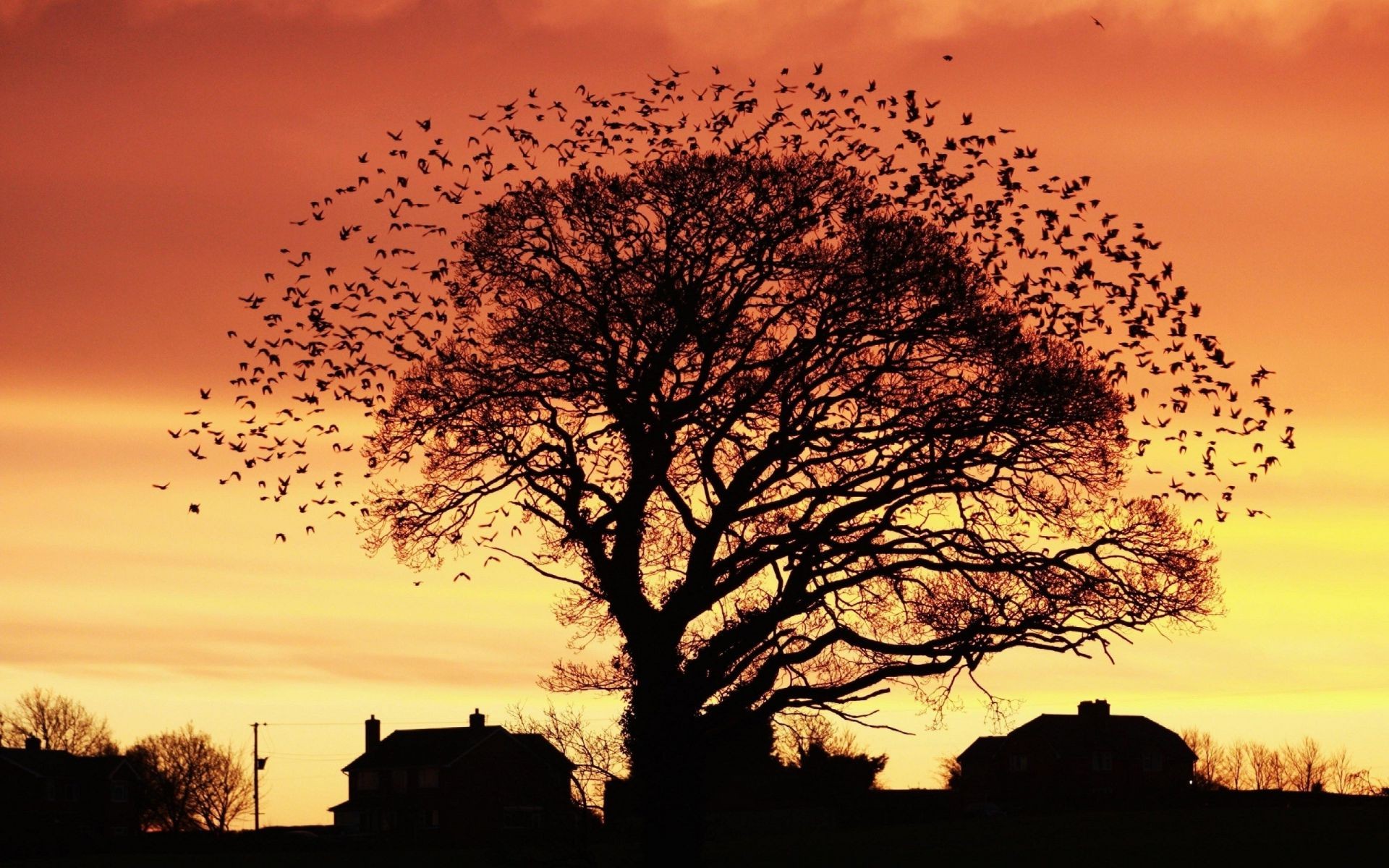 trees dawn sunset sun landscape tree evening sky nature backlit fair weather silhouette dusk fog