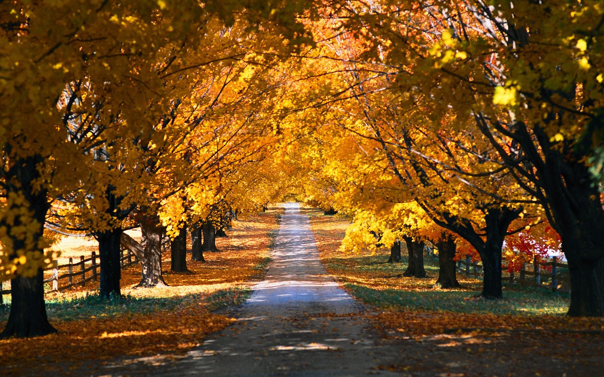 automne automne arbre feuille paysage route parc guide ruelle bois scénique érable branche avenue or saison aube sentier à l extérieur nature