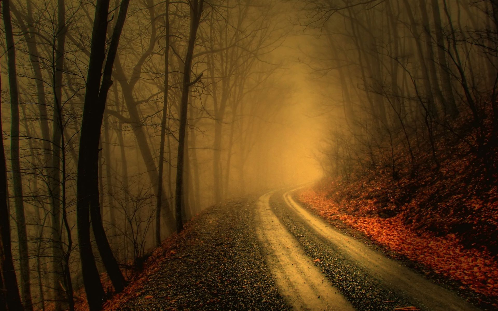 road fog mist landscape wood dawn tree fall dark winter