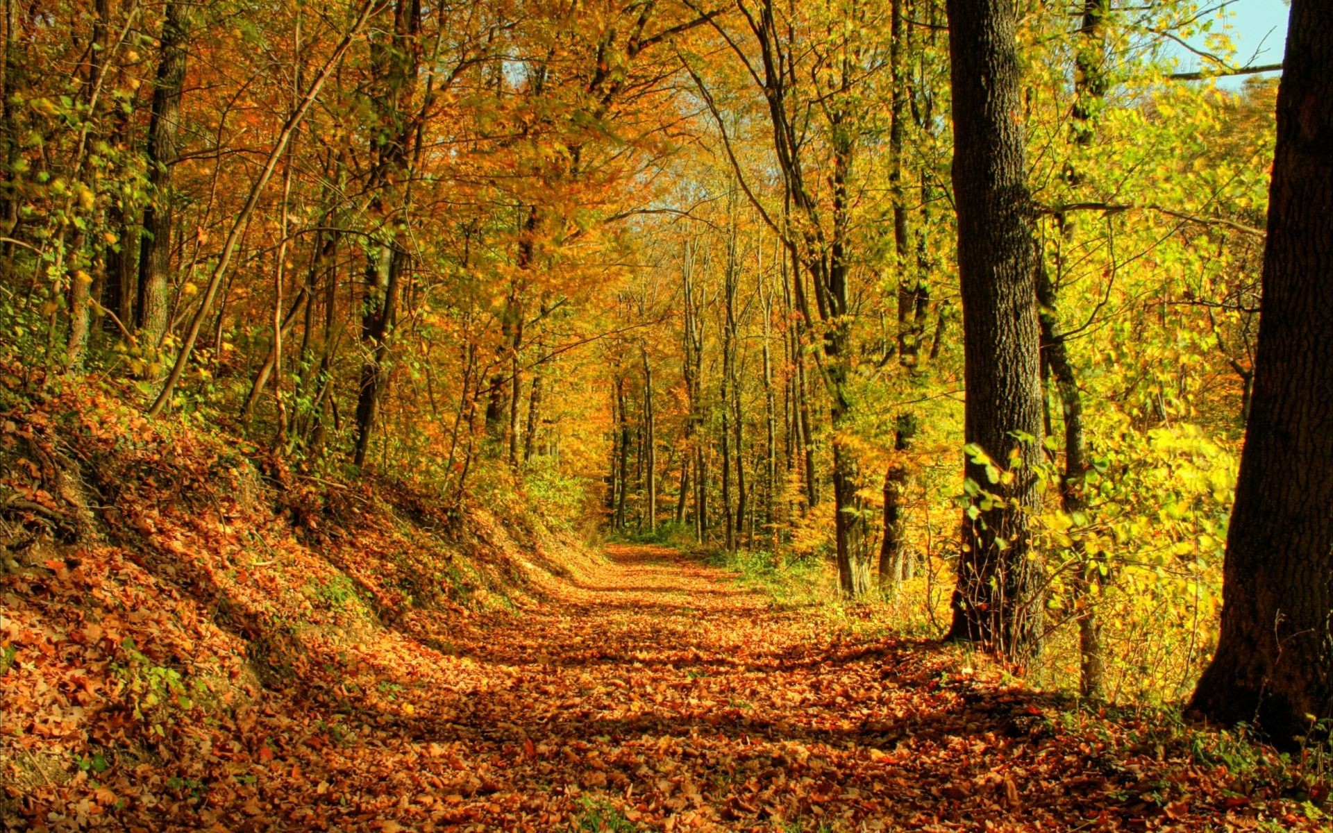 automne bois automne arbre feuille paysage nature parc saison scénique route beau temps environnement extérieur guide paysage luxuriante érable scène or