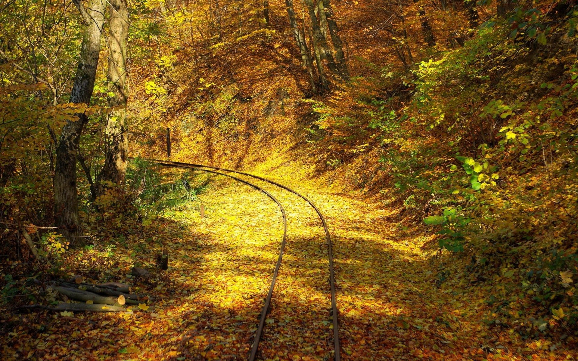 otoño otoño madera hoja árbol naturaleza al aire libre paisaje parque temporada medio ambiente luz exuberante escénico guía luz del día