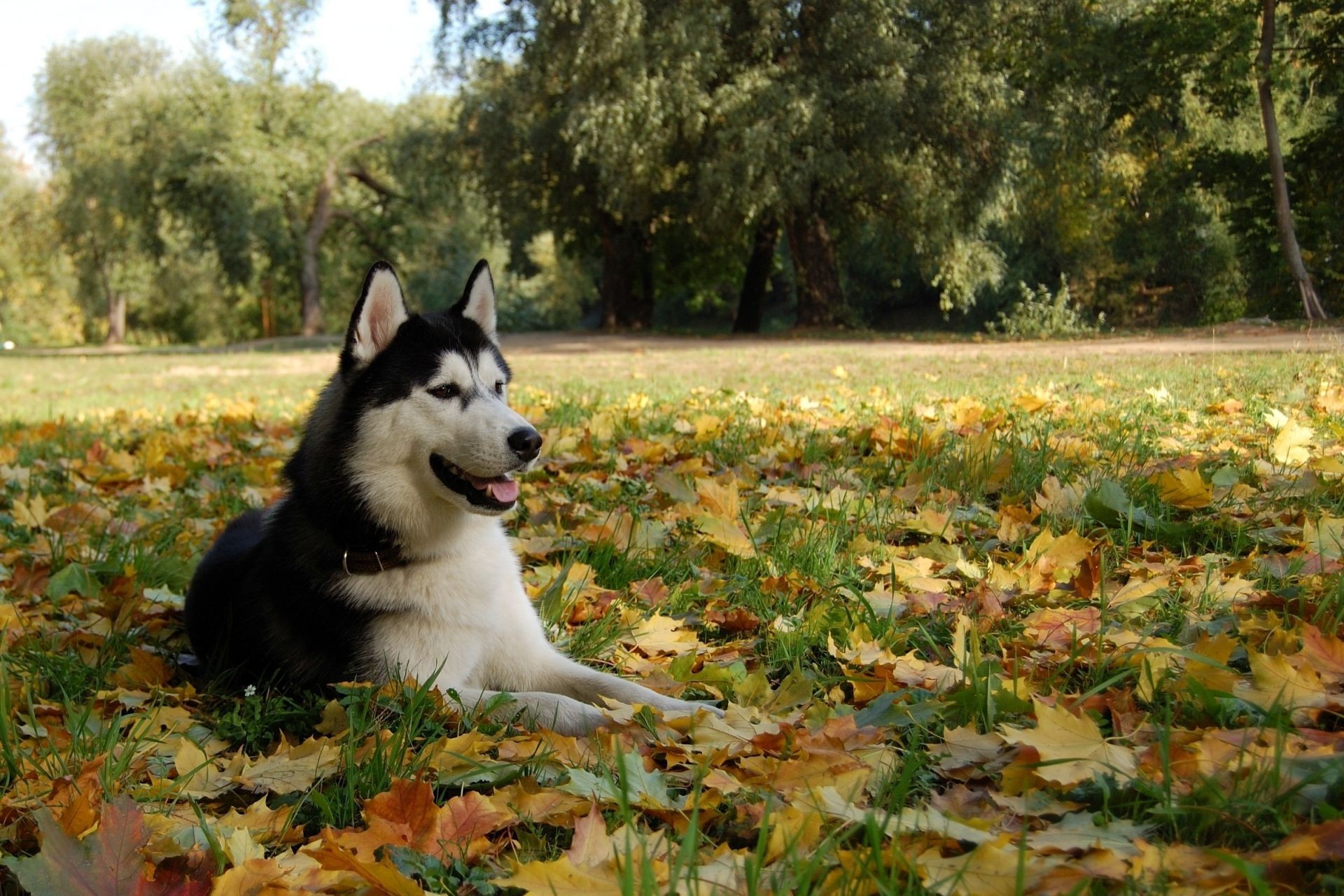 dogs nature fall outdoors leaf tree grass mammal one