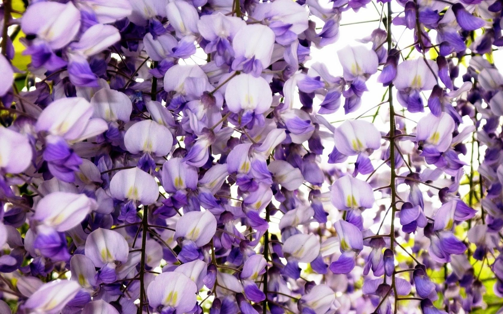 fleurs fleur nature flore jardin été bluming floral pétale violet couleur croissance feuille à l extérieur lumineux parc gros plan belle saison environnement