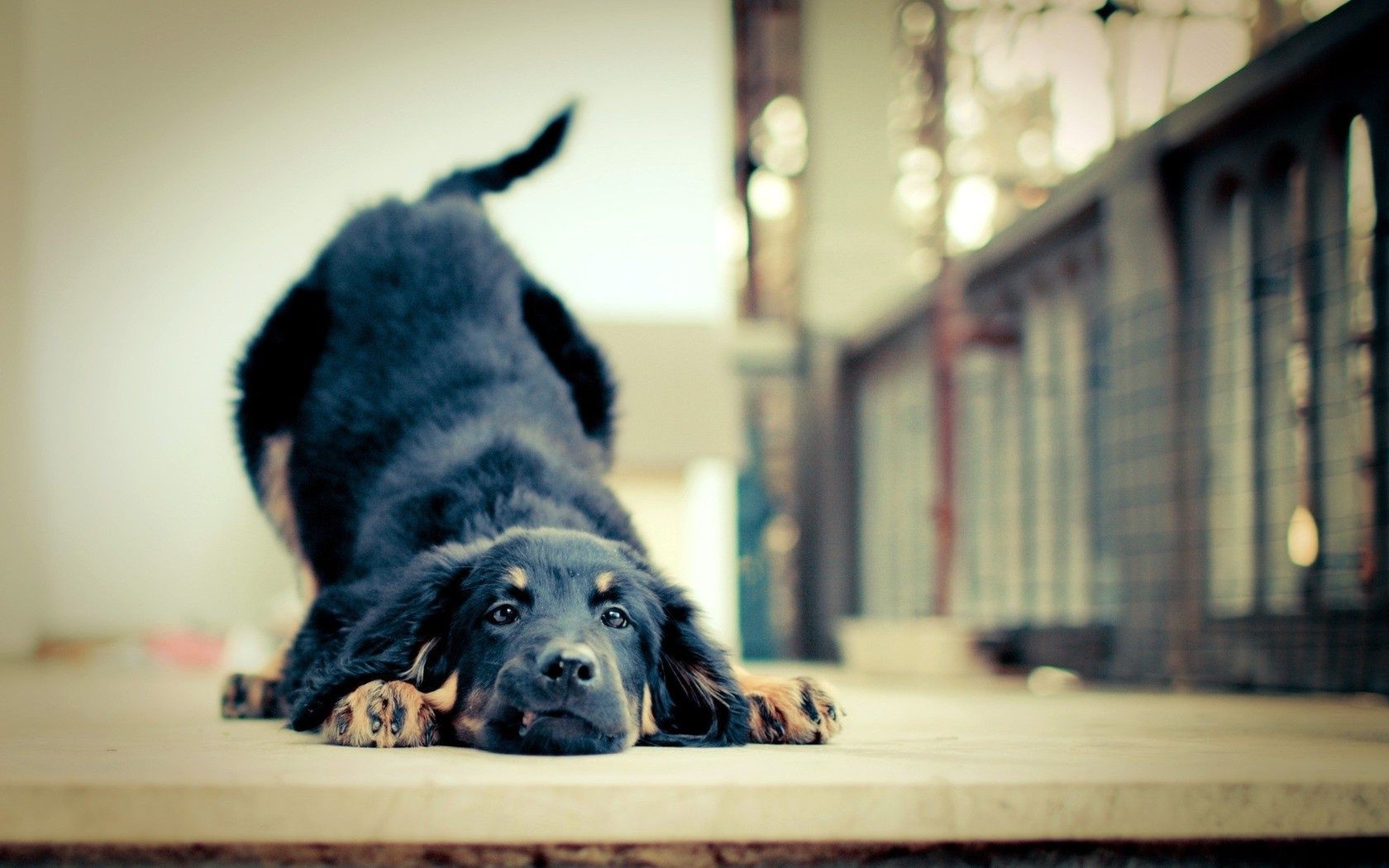 köpekler köpek portre evde beslenen hayvan memeli köpek eğitmeni hayvan bir kapalı