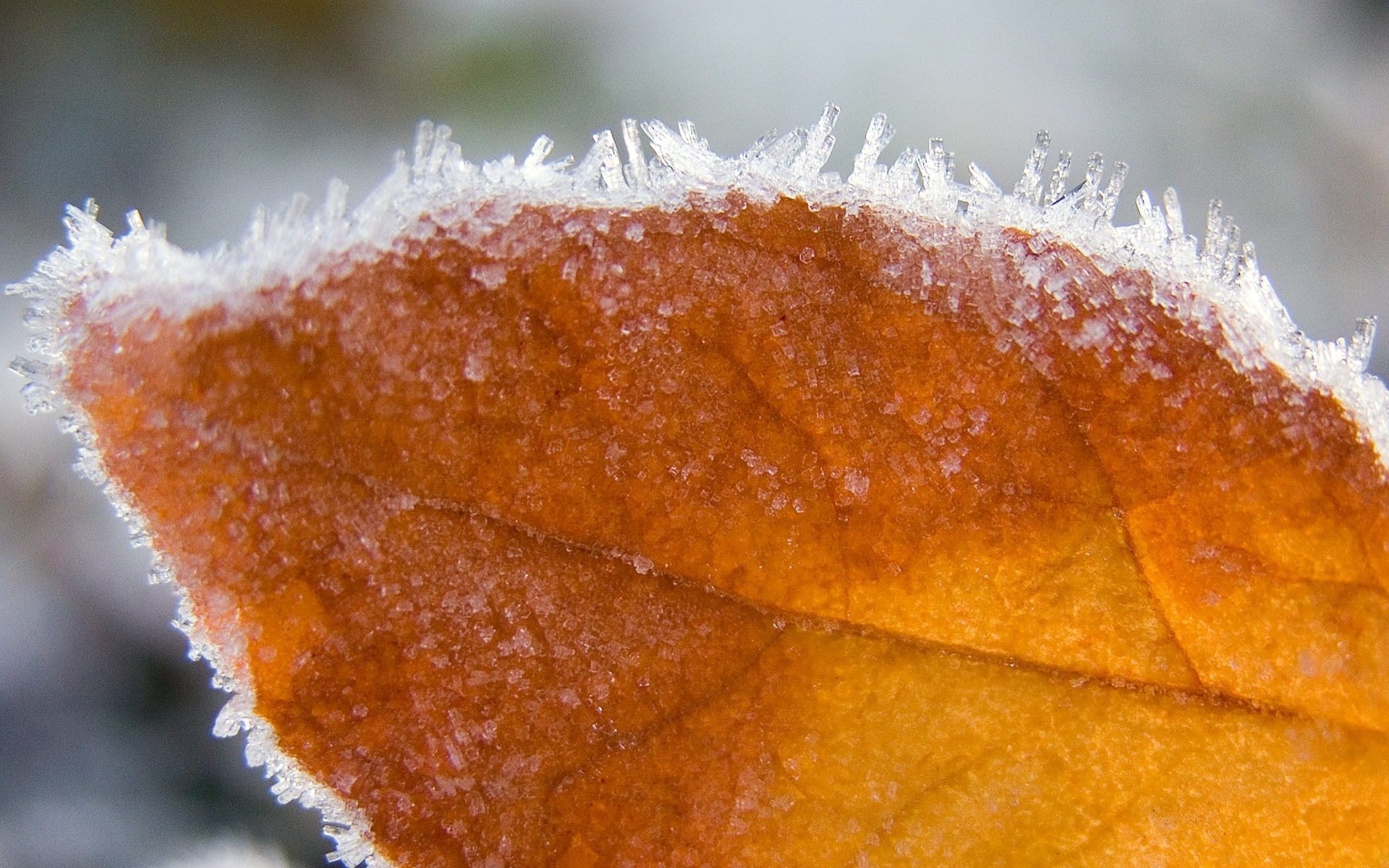 feuilles hiver gel nature automne à l extérieur neige feuille arbre