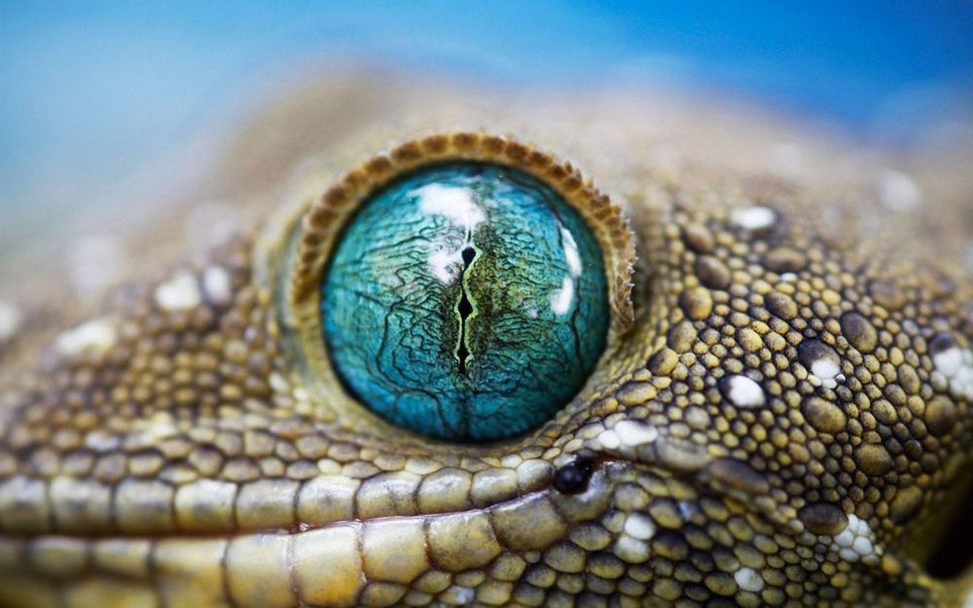 animals reptile lizard wildlife animal nature scale close-up snake skin dragon scaly desktop wild color portrait species