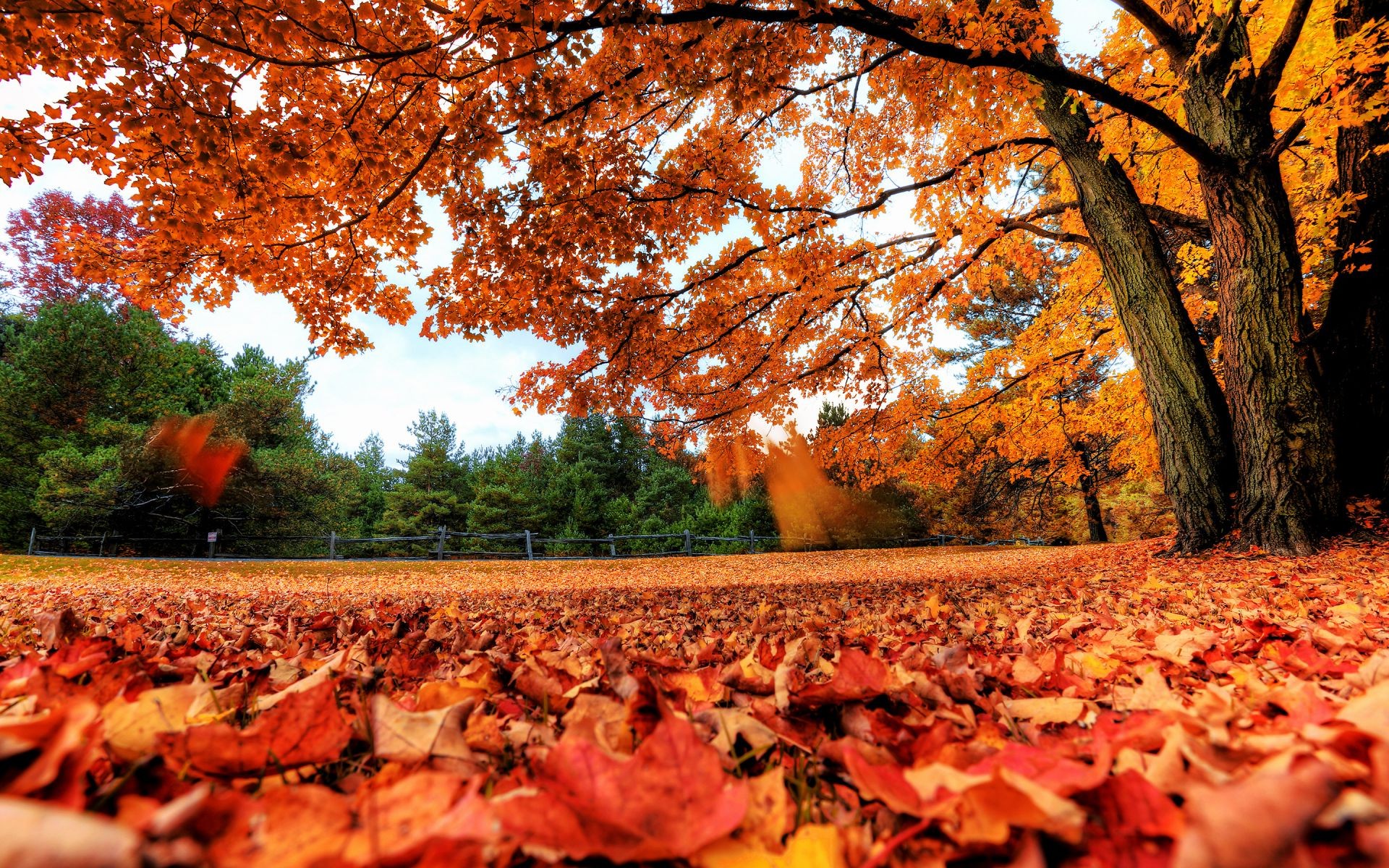 feuilles automne arbre feuille à l extérieur paysage parc nature érable scénique bois saison or environnement couleur aube beau temps