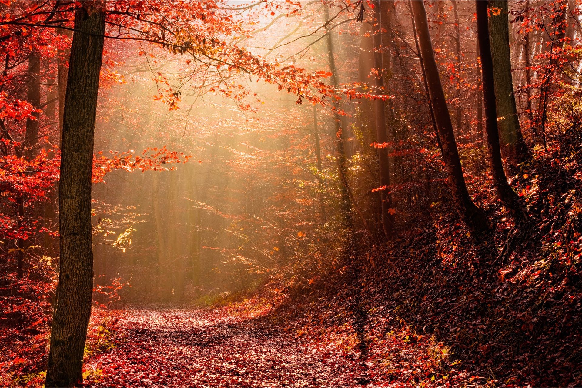 jesień jesień liść drewna drzewo sezon park mgła mgła natura krajobraz maple dawn light oddział podświetlany jasny kolor słońca