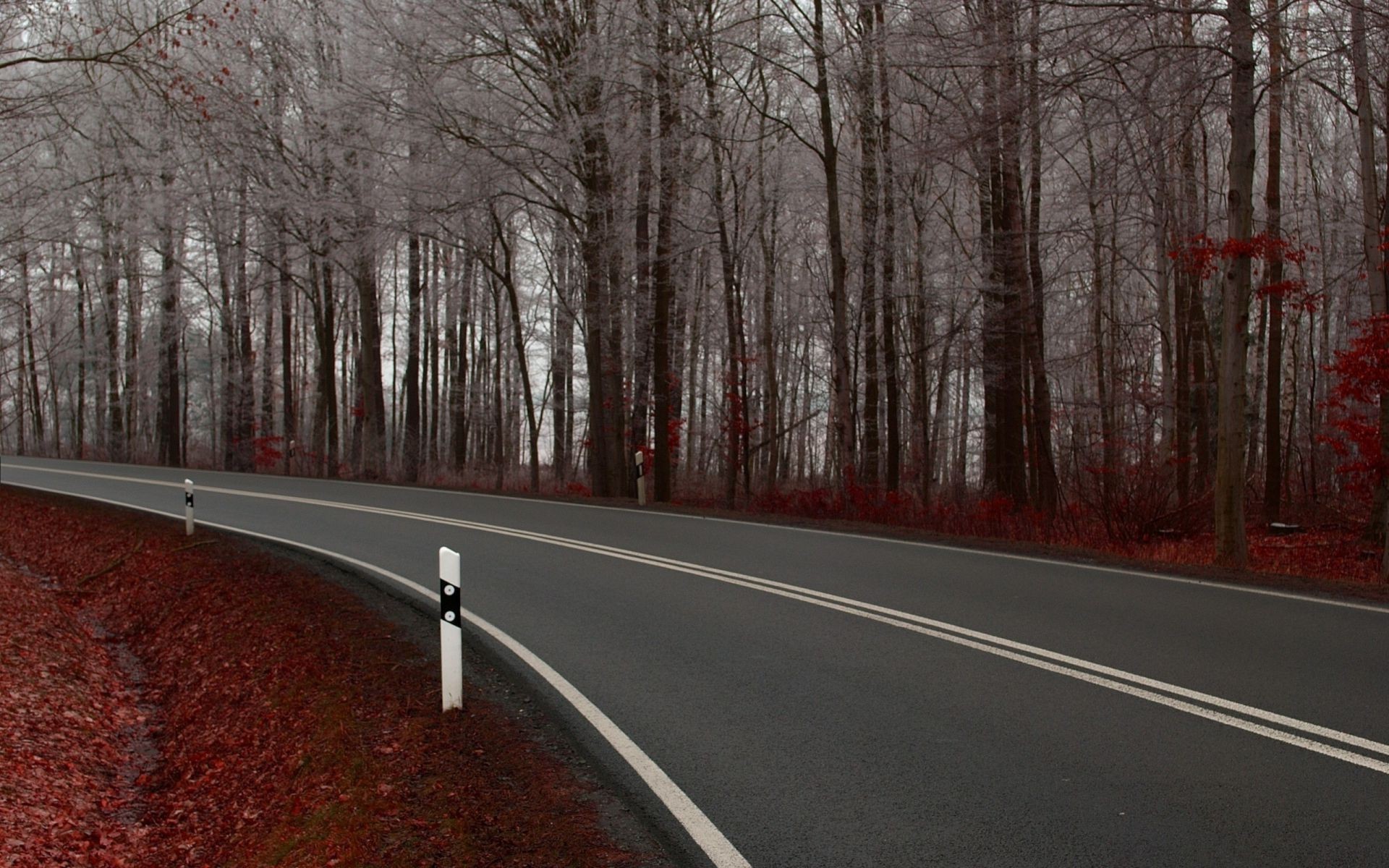 carretera árbol guía paisaje madera otoño invierno